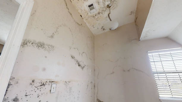 Best Mold Damage Restoration  in Edgerton, MN