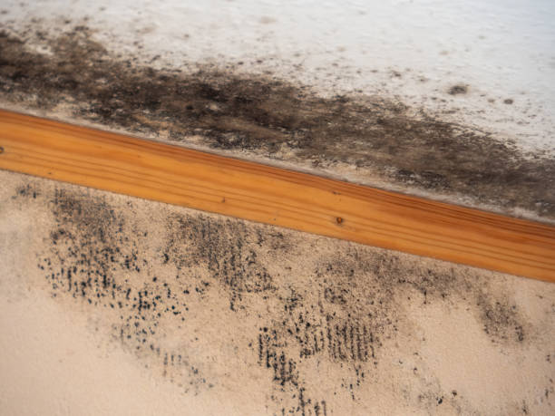 Reliable Edgerton, MN Mold Removal Solutions